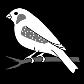 zebra finch